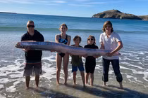 Chèo thuyền kayak, vô tình đụng trúng xác cá mái chèo hiếm gặp