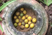 "Tuyệt chiêu" bảo quản chanh tươi suốt vài tháng không cần tủ lạnh