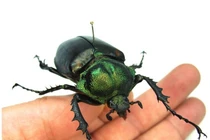 Loài côn trùng hiếm, giá đến 3,4 tỷ đồng/con có gì đặc biệt?