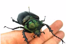 Loài côn trùng hiếm, giá đến 3,4 tỷ đồng/con có gì đặc biệt?