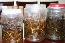 1 người tử vong sau khi uống rượu ngâm rễ cây rừng