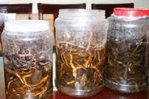 1 người tử vong sau khi uống rượu ngâm rễ cây rừng