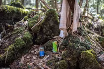 Bên trong khu rừng yên tĩnh, tối tăm đến rùng rợn ở Nhật Bản