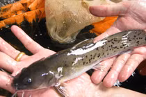 Thú vị loài cá dữ, chứa độc tố nhưng vẫn được săn lùng ráo riết