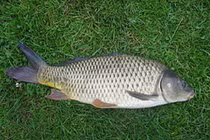 5 loại cá quen thuộc, bán đầy chợ Việt có tác dụng chữa bệnh