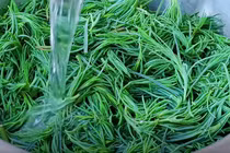 Loại rau dại xưa ít người biết nay thành "đặc sản" giúp thanh nhiệt, bổ phổi