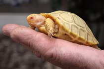 Những loài động vật bạch tạng hiếm gặp trong thế giới động vật