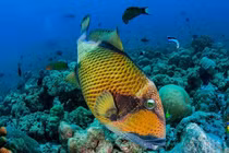 Loài cá xưa không ai biết giờ thành đặc sản, ăn là mê