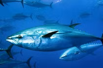 Cậu bé 14 tuổi bất ngờ câu được "quái ngư" khổng lồ nặng 379 kg