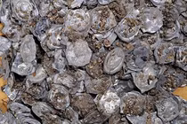 Bất ngờ phát hiện "kho báu" thời Trung Cổ lúc thi công đường ống