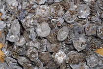 Bất ngờ phát hiện "kho báu" thời Trung Cổ lúc thi công đường ống