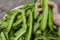 Lợi ích đáng ngạc nhiên của đậu rồng với sức khoẻ