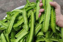 Lợi ích đáng ngạc nhiên của đậu rồng với sức khoẻ