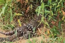 Câu cá trên sông, "nổi da gà" chứng kiến 2 "quái thú " đang giao tranh