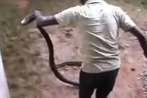 Người đàn ông dùng tay không bắt sống rắn hổ mang dài hơn 3 mét