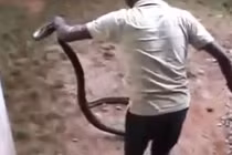 Người đàn ông dùng tay không bắt sống rắn hổ mang dài hơn 3 mét