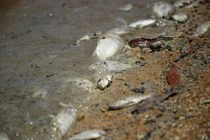 Cá chết hàng loạt tại hồ thủy lợi lớn nhất tỉnh Quảng Bình