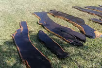 Loại gỗ quý hiếm siêu đắt đỏ, được săn lùng khắp nơi có gì đặc biệt?