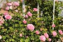 Vườn hồng rực rỡ trong biệt thự 500m2 ủa MC Quyền Linh