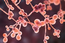 Nhiễm nấm Candida có gây vô sinh?