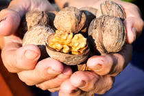 Thực phẩm giúp nâng cao chất lượng tinh trùng