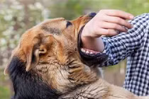 Bé trai tử vong sau 3 tháng bị chó dại cắn, bác sĩ cảnh báo