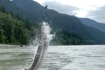 Kinh ngạc "thuỷ quái" nhảy lên mặt nước khi mắc câu