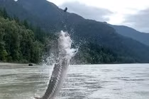 Kinh ngạc "thuỷ quái" nhảy lên mặt nước khi mắc câu