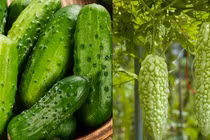 Loại rau thanh nhiệt, giải độc, nấu canh hay làm nộm đều ngon