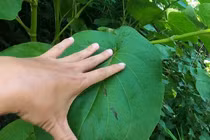 Loại lá mọc dại thành đặc sản hương vị lạ, ăn kèm thịt nướng cực mê