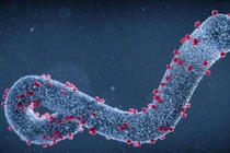 Virus Marburg có nguy hiểm không?