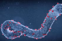 Virus Marburg có nguy hiểm không?