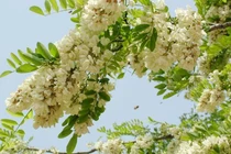 Lợi ích sức khoẻ ít người biết của hoa hoè