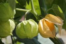 4 loại quả “rẻ như bèo” ở Việt Nam, sang nước ngoài giá cao ngất ngưởng