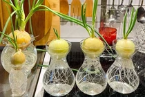 Dùng hành tây "xua đuổi" virus cúm, bác sĩ nói gì?