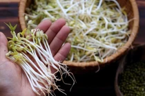 Chú ý 7 điểm này, biết ngay giá đỗ sạch hay giá đỗ ngâm hoá chất