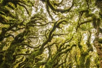 Khám phá khung cảnh kỳ bí, ma quái ở "khu rừng yêu tinh"