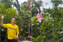 Khu vườn xanh mướt trong biệt thự của Đàm Vĩnh Hưng