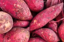 Người bệnh tiểu đường ăn khoai lang được không?