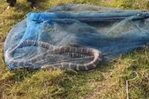 Hốt hoảng thấy "quái thú" cực độc mắc kẹt trong lưới đánh cá