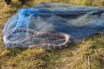 Hốt hoảng thấy "quái thú" cực độc mắc kẹt trong lưới đánh cá