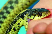 Cứu người phụ nữ bị rắn lục cắn, bác sĩ chỉ cách sơ cứu đúng