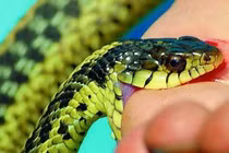 Cứu người phụ nữ bị rắn lục cắn, bác sĩ chỉ cách sơ cứu đúng