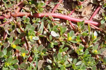 Loại rau mọc hoang ở Việt Nam, thành đặc sản lạ nước ngoài "hái ra tiền"