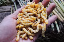 Sâu chít - đặc sản Tây Bắc nhiều người "giật mình" nhưng giàu dinh dưỡng