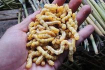 Sâu chít - đặc sản Tây Bắc nhiều người "giật mình" nhưng giàu dinh dưỡng