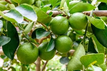 Loại quả nhỏ bé nhưng có vô vàn lợi ích sức khoẻ