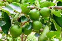 Loại quả nhỏ bé nhưng có vô vàn lợi ích sức khoẻ