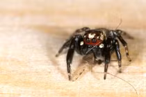 Tiết lộ bất ngờ về loài nhện "ma cà rồng"