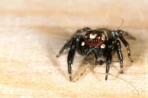 Tiết lộ bất ngờ về loài nhện "ma cà rồng"